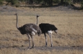 S Ostrich 2 